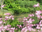 SX06249 Coot framed by Ragged Robin (lychnis flos-cuculi).jpg